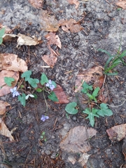 Viola edulis