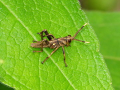 Agriacris