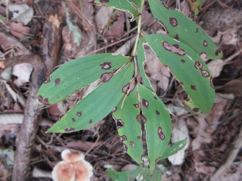 Polygonatum lasianthum iNat (2)