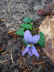 Viola edulis