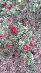 Melaleuca subulata