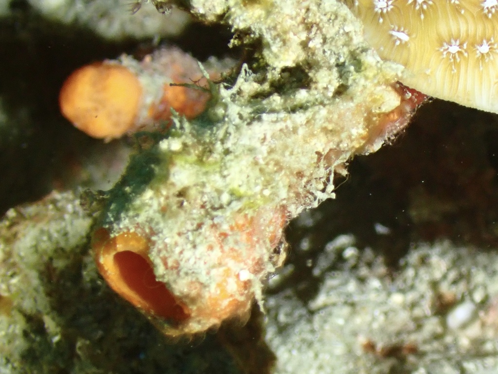 Agelas schmidtii