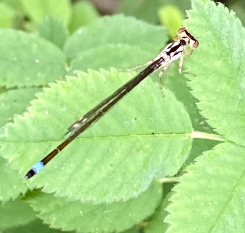 iNaturalist observation photo of Pacific Forktail