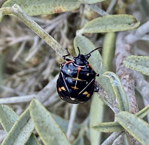 iNaturalist observation photo of Harlequin Bug