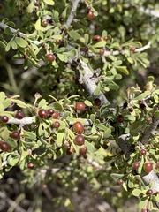 Condalia globosa