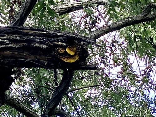 iNaturalist observation photo of Western Honey Bee