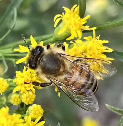 iNaturalist observation photo of Western Honey Bee