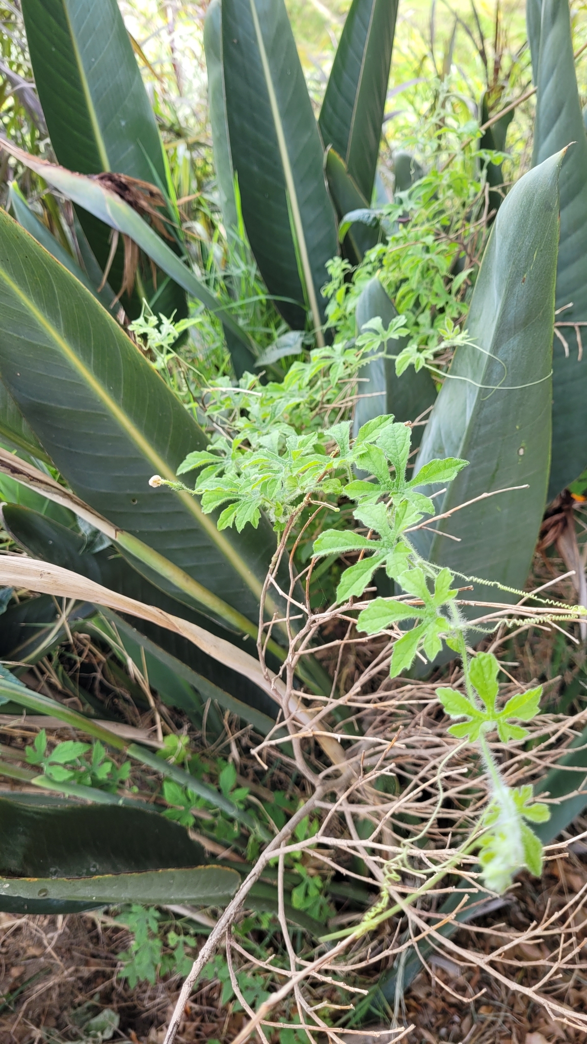 Momordica charantia