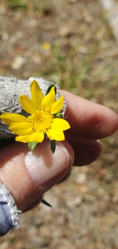 Image of Grindelia hallii by (c) Millie Basden, some rights reserved (CC BY)
