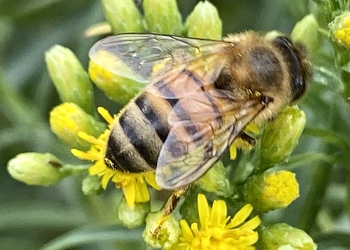 iNaturalist observation photo of Western Honey Bee