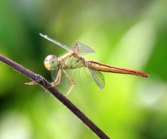 Neurothemis intermedia