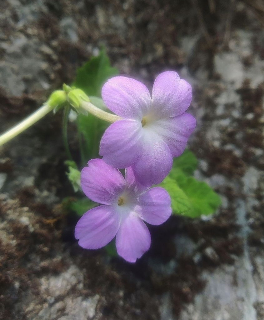 Primula sherriffiae