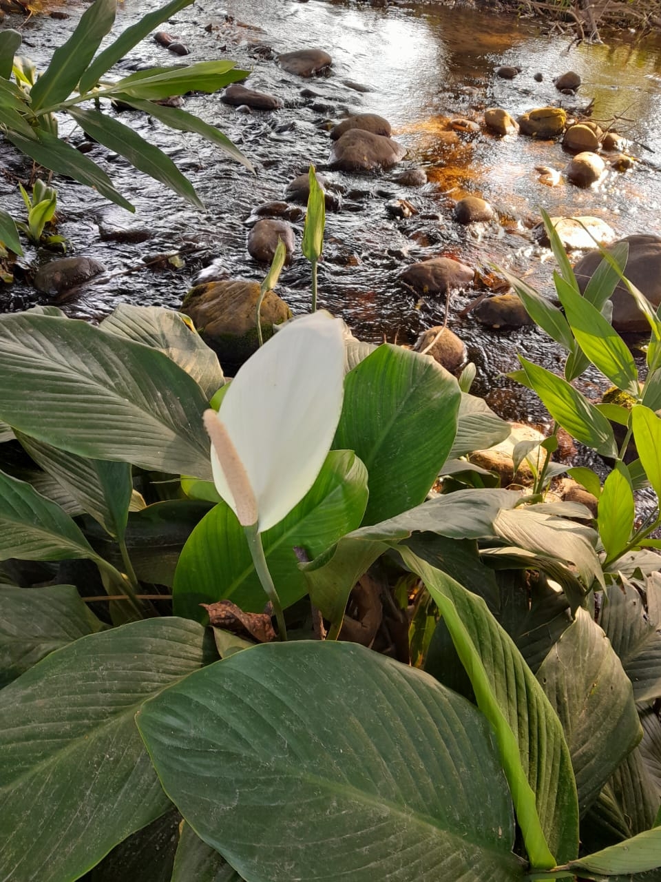 Imagem de Lírio-da-paz