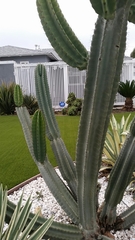 Pachycereus