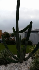 Pachycereus