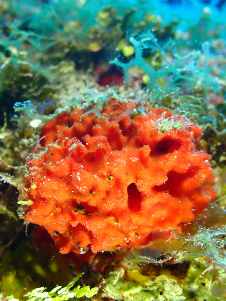 Clathria echinata