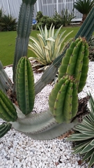 Pachycereus