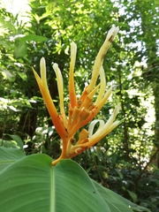 Heliconia longiflora