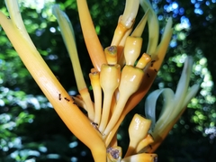 Heliconia longiflora