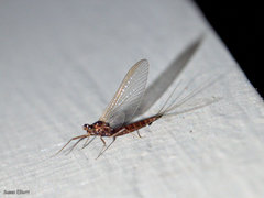 Ephemerella subvaria