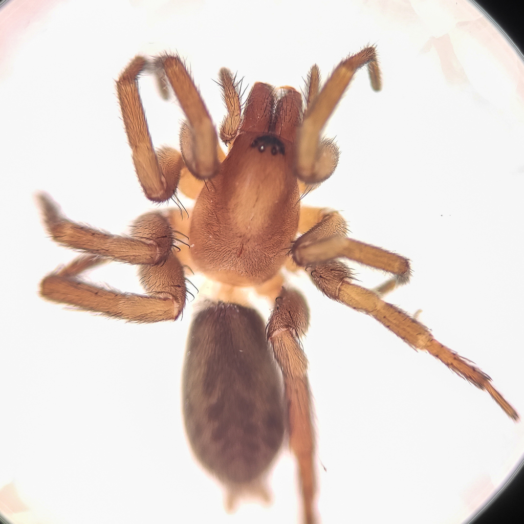 Coptoprepes flavopilosus