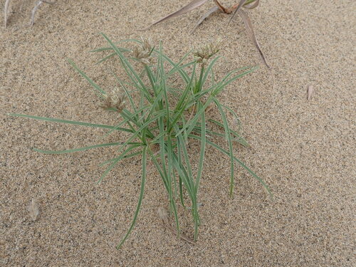 Fimbristylis sericea iNat (2)