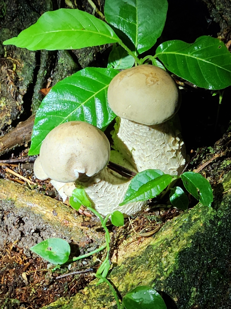 Macrocybe titans · September 2023 · photo: © bacchusrock (iNaturalist, cc0)