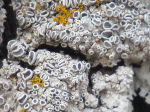 Žvaigždinė žiauberė nuotrauka