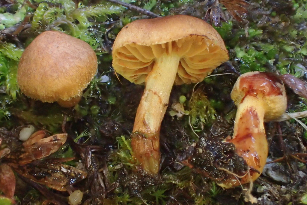 Cortinarius polaris