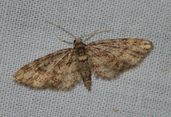 Eupithecia columbiata