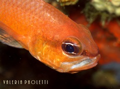 Mediterranean Cardinalfish photo 4
