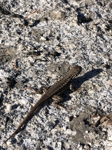 iNaturalist observation photo of Common Sagebrush Lizard
