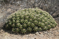 Ferocactus robustus