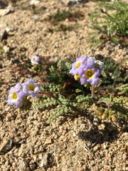 Phacelia fremontii