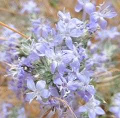 Eriastrum densifolium