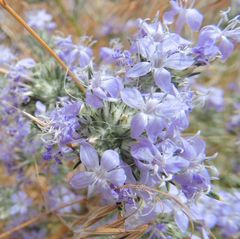 Eriastrum densifolium