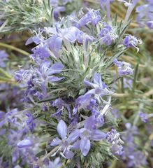Eriastrum densifolium