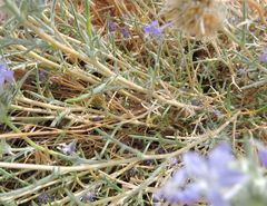 Eriastrum densifolium