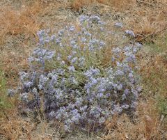 Eriastrum densifolium