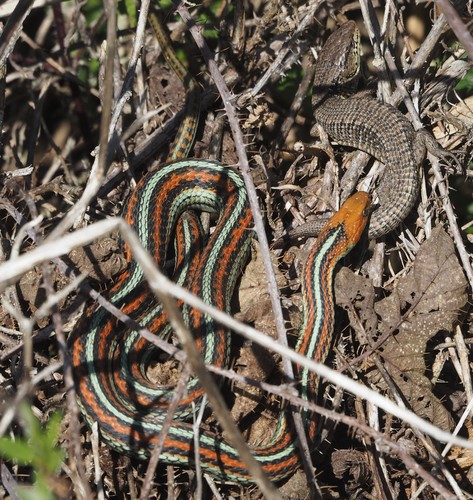 Northern Alligator Lizard, California, US, photo 9 of 10