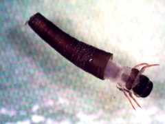 Brachycentridae