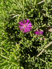 Delosperma cooperi