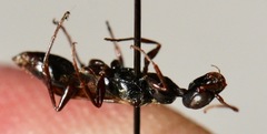 Ampulex canaliculata