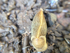 Milacidae