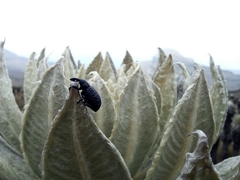 Plethes verrucosus