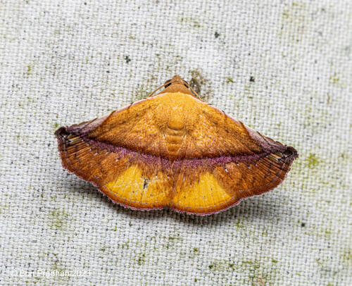 Smicroloba