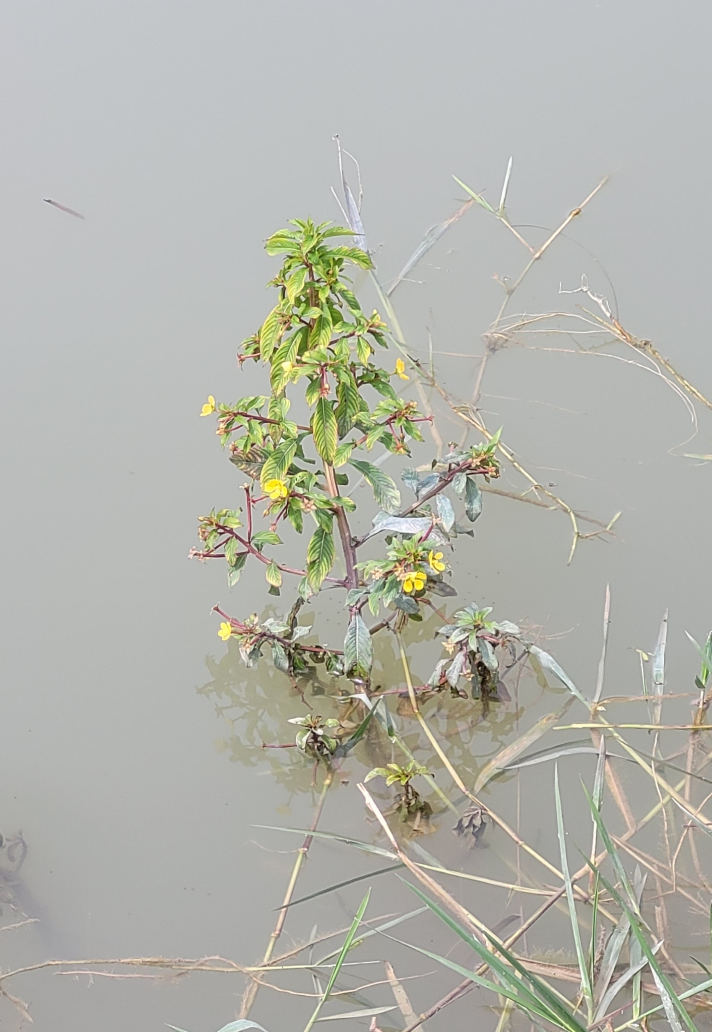 Ludwigia octovalvis