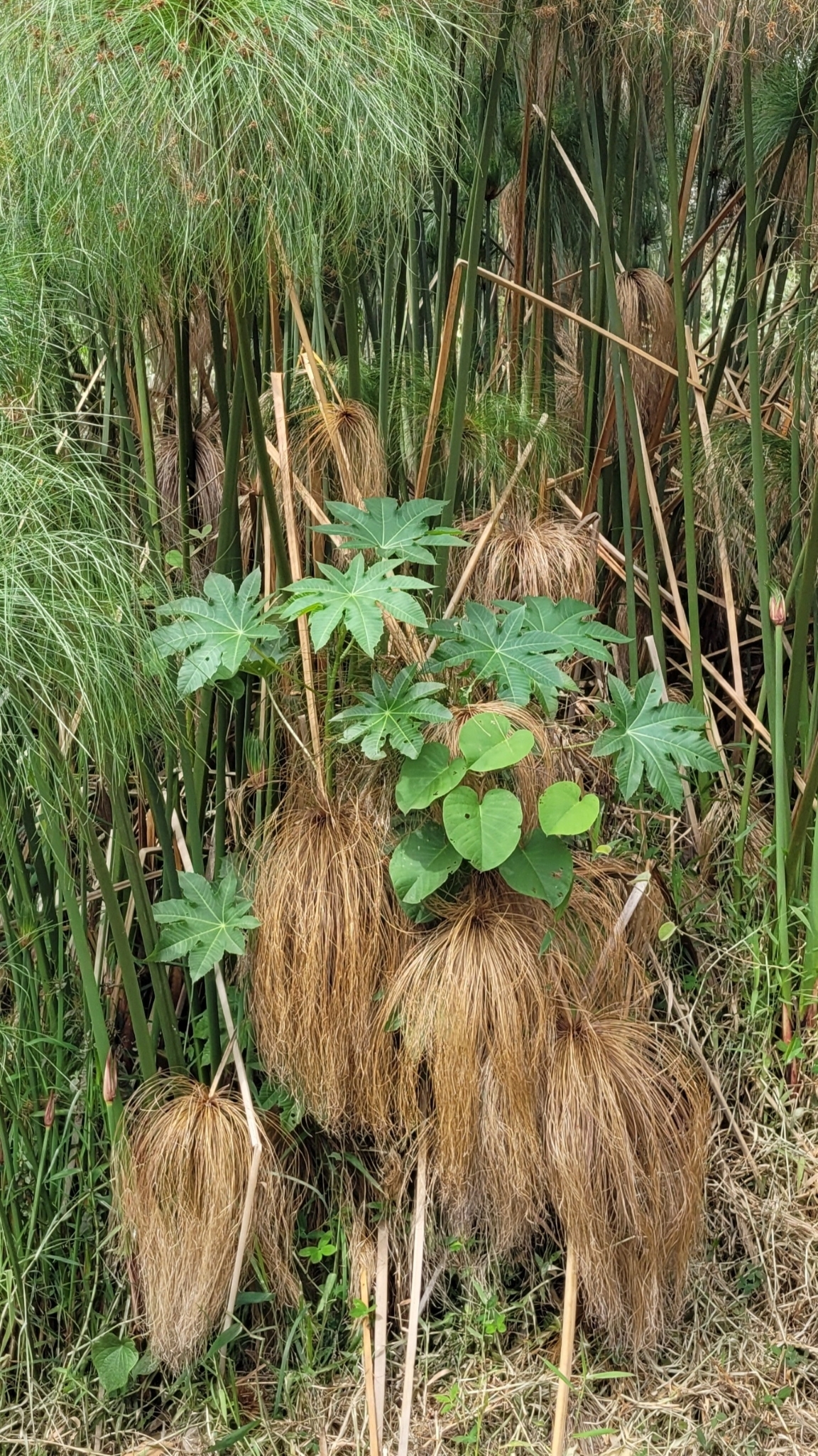 Ricinus communis