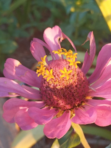 Zinnia elegans