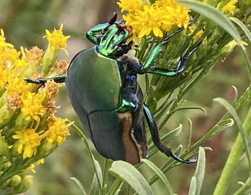 iNaturalist observation photo of Figeater Beetle